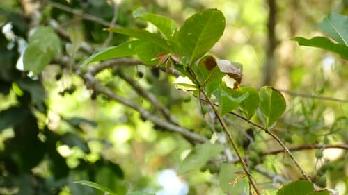 Close up shot of exotic black yellow colored bird sitting on branch and flying away during beautiful
