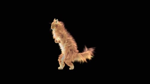 Katze tanzt HD