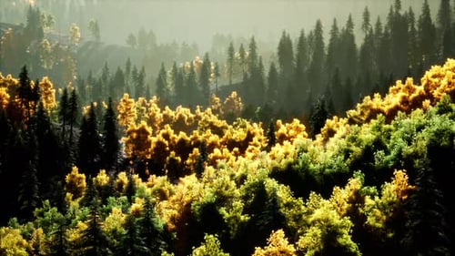 Bright Sunset in the Mountains with Forest