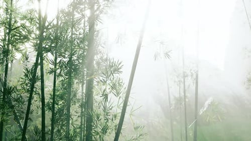 Tropical Jungles of Southeast Asia