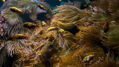 Close Up View of Many Clownfish And Sea Anemone Partnership