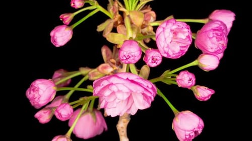 Cherry Blossoms Blooming in Time Lapse
