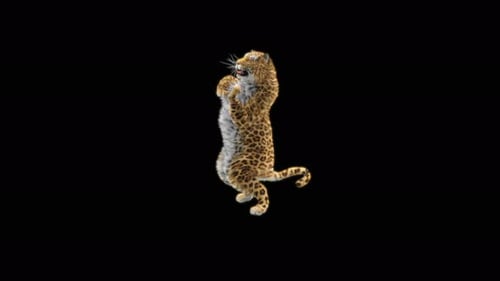 Leopard Dancing 4K