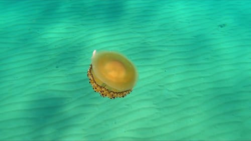 Compass Jellyfish Drifting in Ocean With Tiny Fish