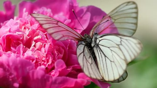 White Butterflies Feeding on a Pink Peony Flower