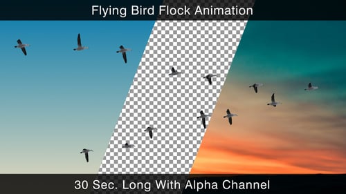 Bird Flock
