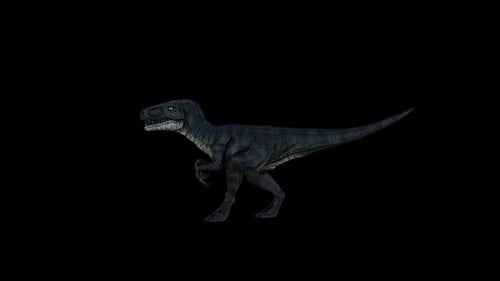Dinosaur Velociraptor Walk