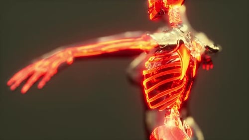 Xray Full Body of Skeleton in Brightness Glow