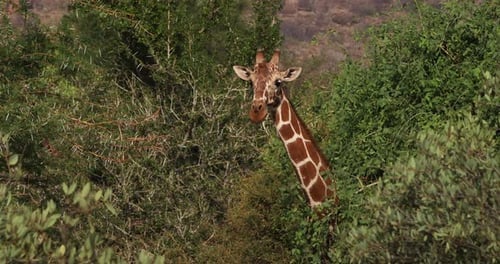 Giraffe Eating Leaves Among Green Trees