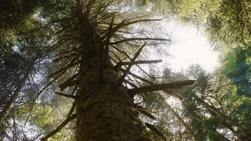 Trees (4K)