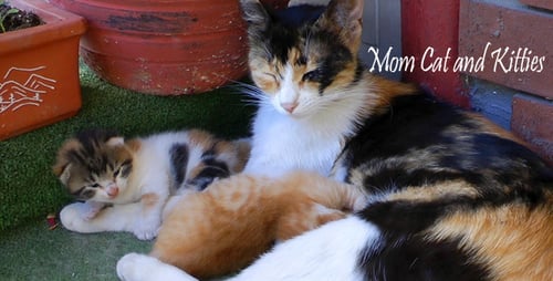 Mom Cat And Kitties 4