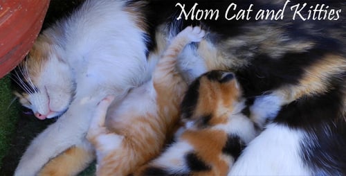 Mom Cat And Kitties 5