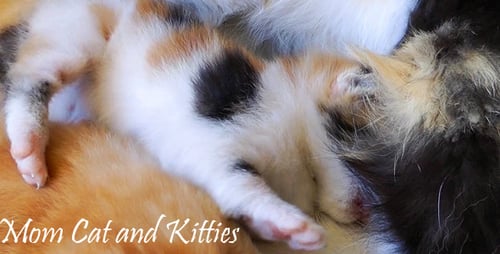 Mom Cat And Kitties 7