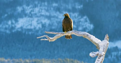 Golden Eagle Perched on Snowy Branch in Winter