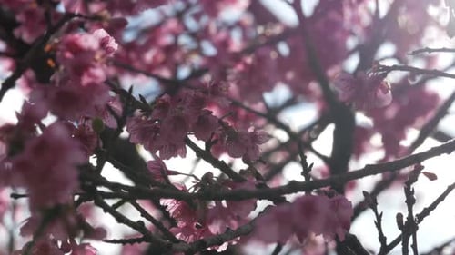 Sakura mit Sonnenlicht