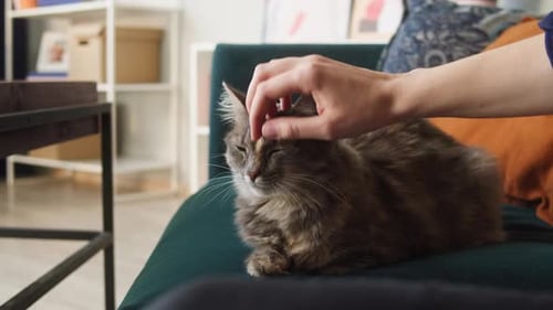 Fluffy Cat Being Petted on Couch at Home