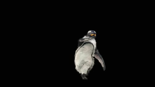Dancing Penguin Character Animation on Black Background