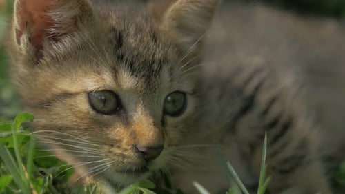 Gray little kitten playing in the garden close-up 4K 2160p 30fps UltraHD video - Super cute feline r