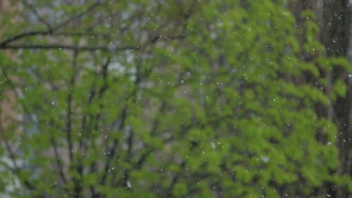 Heavy Spring Rain Drops Fall on Tree with Small Green Leaves
