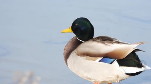 Gimbal slomo shot of Male mallard grooming itself