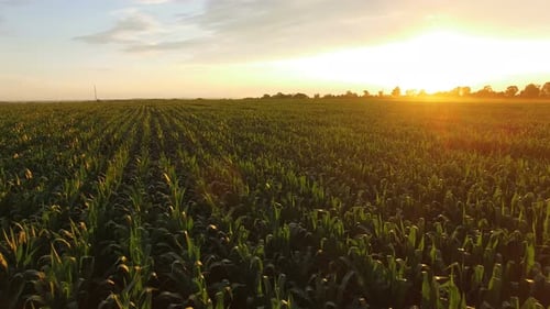 Flug über grünes Maisfeld bei riesigem Sonnenuntergang