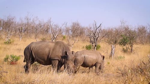 Southern white rhinoceros in Kruger National park, South Africa