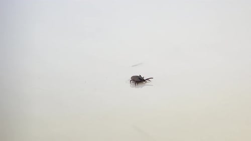 Handicaped Tick with Only 7 Legs Walking on a White Background