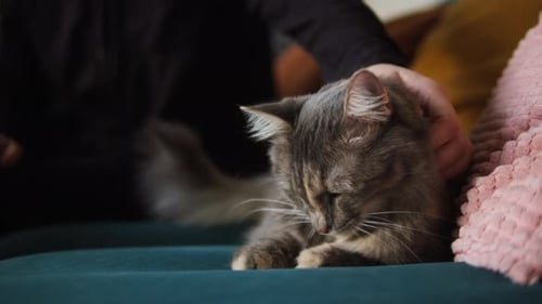 Gray Cat Relaxing Indoors Getting Petted