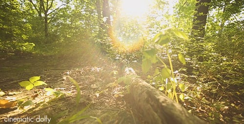 Nature - Fallen Tree