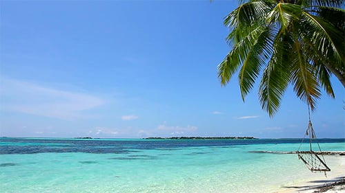 Swing On A Palm Tree At Maldives