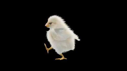 Realistic Fluffy White Chick Walking with Alpha Channel
