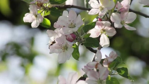 Bee Pollinating Apple Blossoms in Spring Sunlight