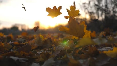 Yellow Maple Leaves Is Falling in Autumn Park and Sun Shining Through It. Beautiful Landscape