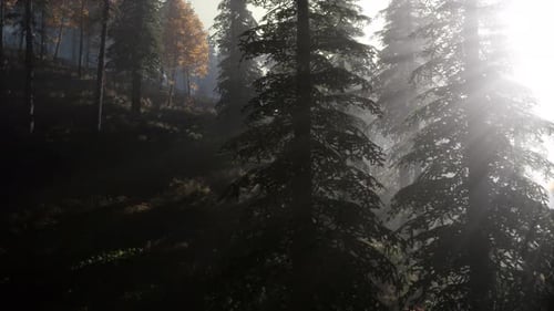 Calm Moody Forest in Misty Fog in the Morning