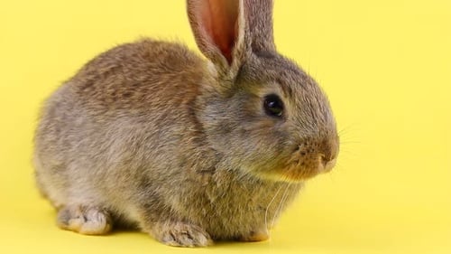 un petit lapin brun affectueux et moelleux est assis sur un fond jaune pastel