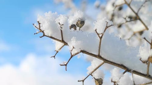 Snow Covered Tree Branch on Winter Day