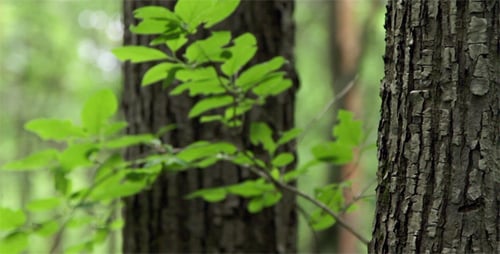 Spring Forest