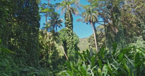 Green Rainforest 4K POV