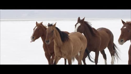 Slow motion of horses running as it is snowing.