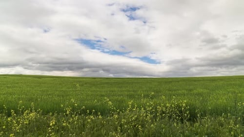 Wheat Fields And Cloudy Sky