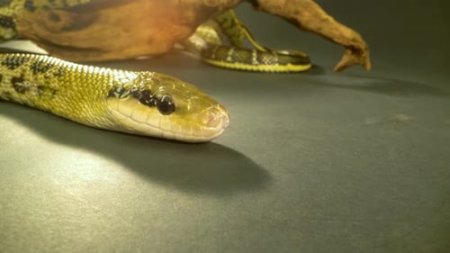 Thin-tailed Green Snake Crawling on Wooden Snag in Black Background. Close Up on Head. Macro Shot