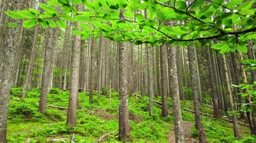 Nature Spring Forest Sunny Magical Powerful Green Trees in the Morning Time