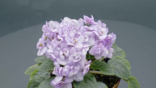 Pot with Flowering African Violet Bloom