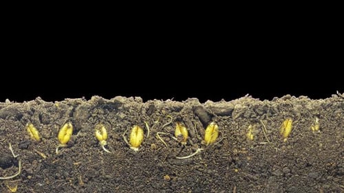 Seedlings Sprout and Grow in Time Lapse