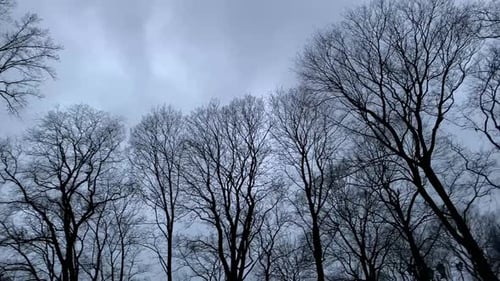 Birds Flying in Formation over City Trees