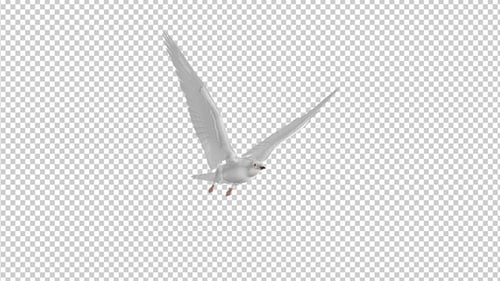 White Dove - 4K Flying Loop - Side Angle