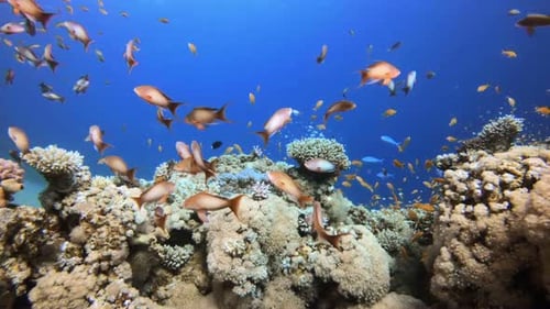 Arrecifes de coral tropicales