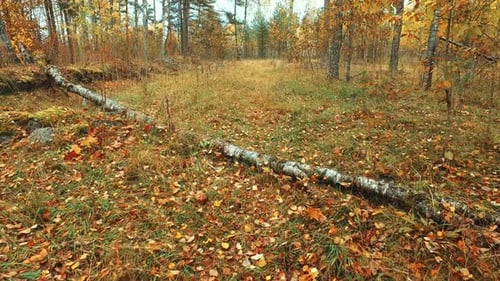 Abgefallene Blätter im Herbstwald