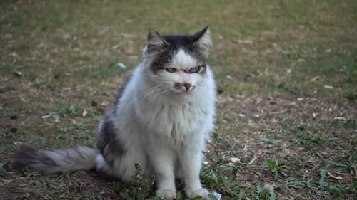 Close Up Shot Of Lazy Stray Cat
