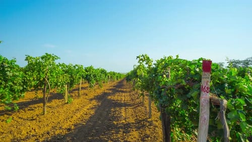 Viñedo